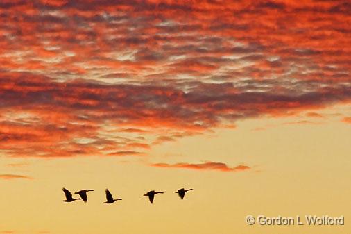 Small Skein Of Sunrise Geese_22632.jpg - Photographed near Merrickville, Ontario, Canada.